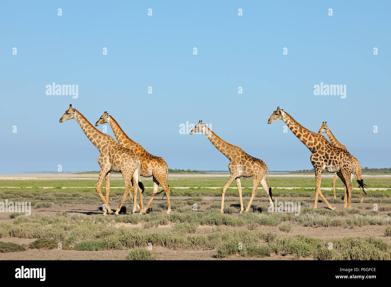 Giraffes (Giraffa camelopardalis) walking over the plains of Etosha National Park, Namibia Stock Photo