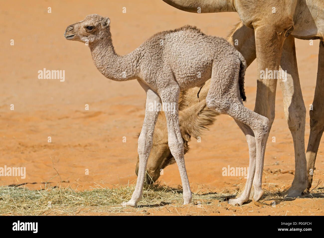 A newborn camel calf with its mother, Arabian Peninsula Stock Photo