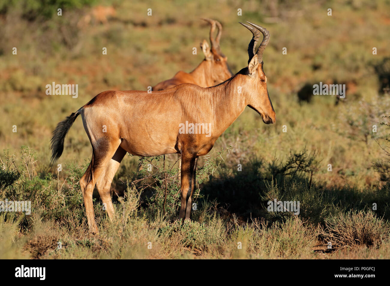 A red hartebeest antelope (Alcelaphus buselaphus) in natural habitat ...