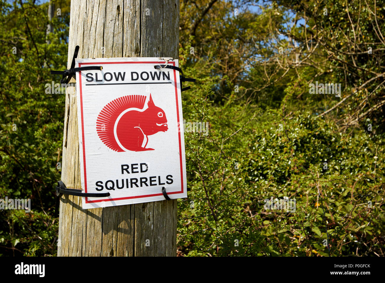 slow down red squirrels sign next to woodland in scotland uk Stock Photo