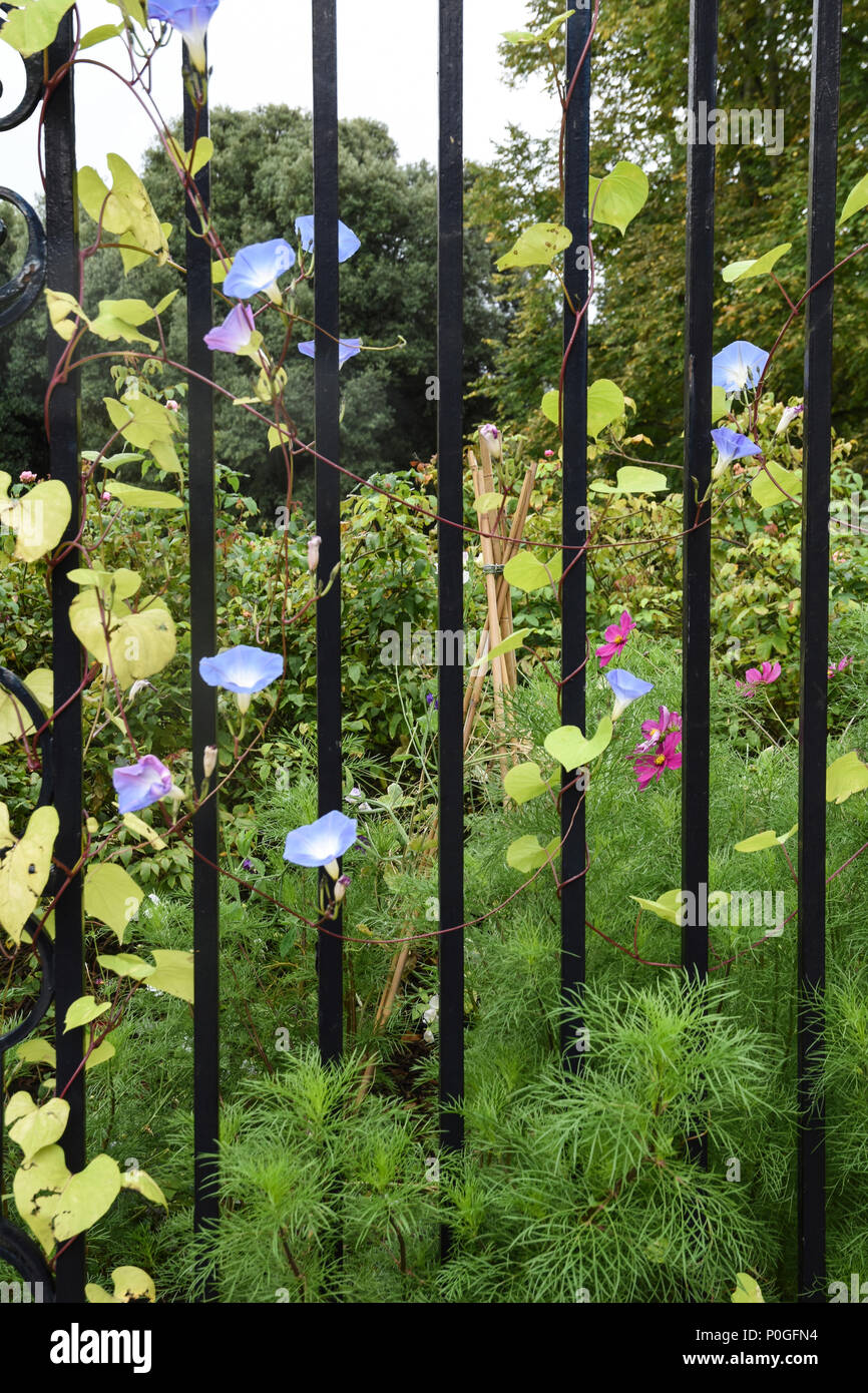Trailing on railings: 'Heavenly Blue' Morning Glory - shown against a backdrop of herbaceous planting at garden entrance of  New College Oxford. UK. Stock Photo