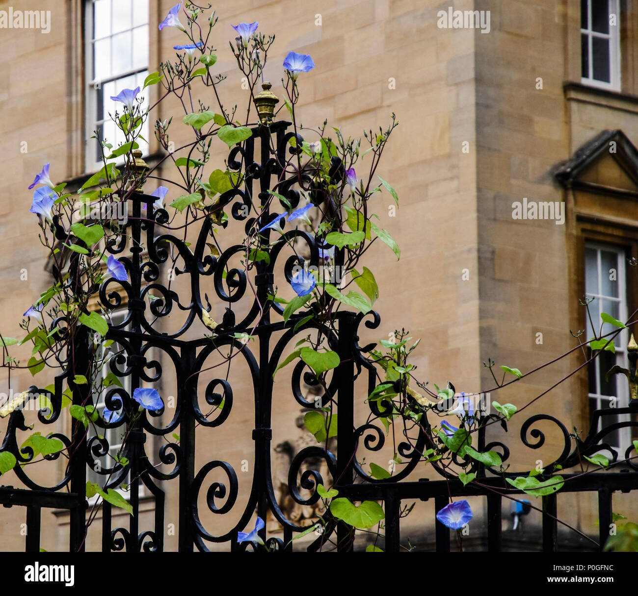 Morning Glory 'Heavenly Blue' - growing on Railings at New College Oxford. UK. Stock Photo