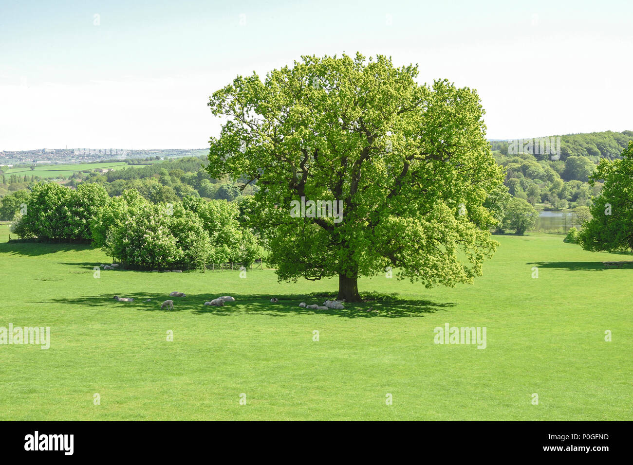 Yorkshire Sculpture Park - sheep sheltering under the shade of a magnificent oak tree on a hot sunny day. Bretton, UK. Stock Photo