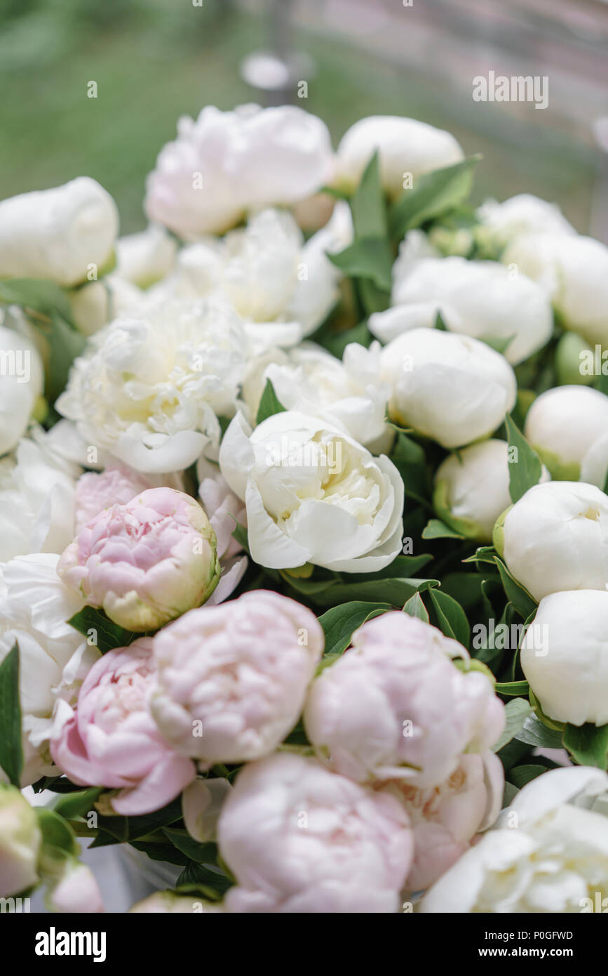 Beautiful bouquet of white and pink peonies . Floral composition ...
