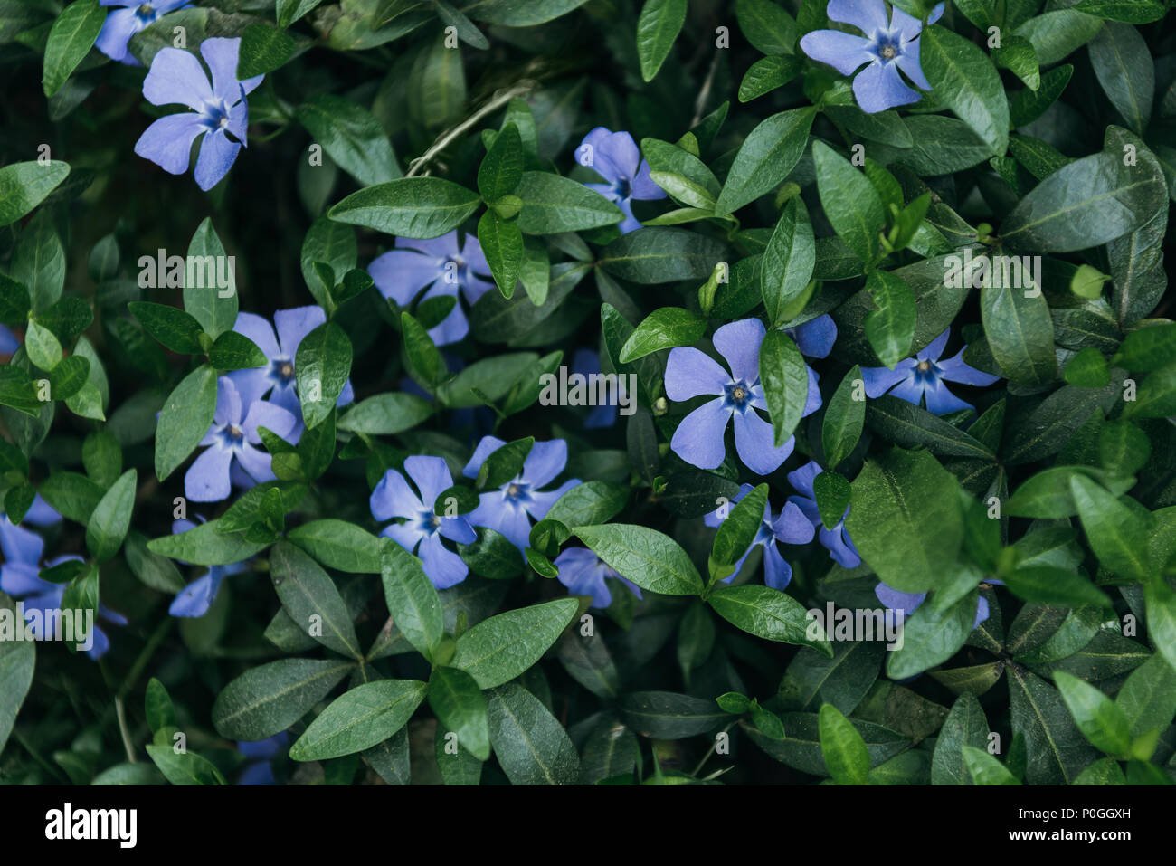 full frame image of periwinkles and green leaves Stock Photo