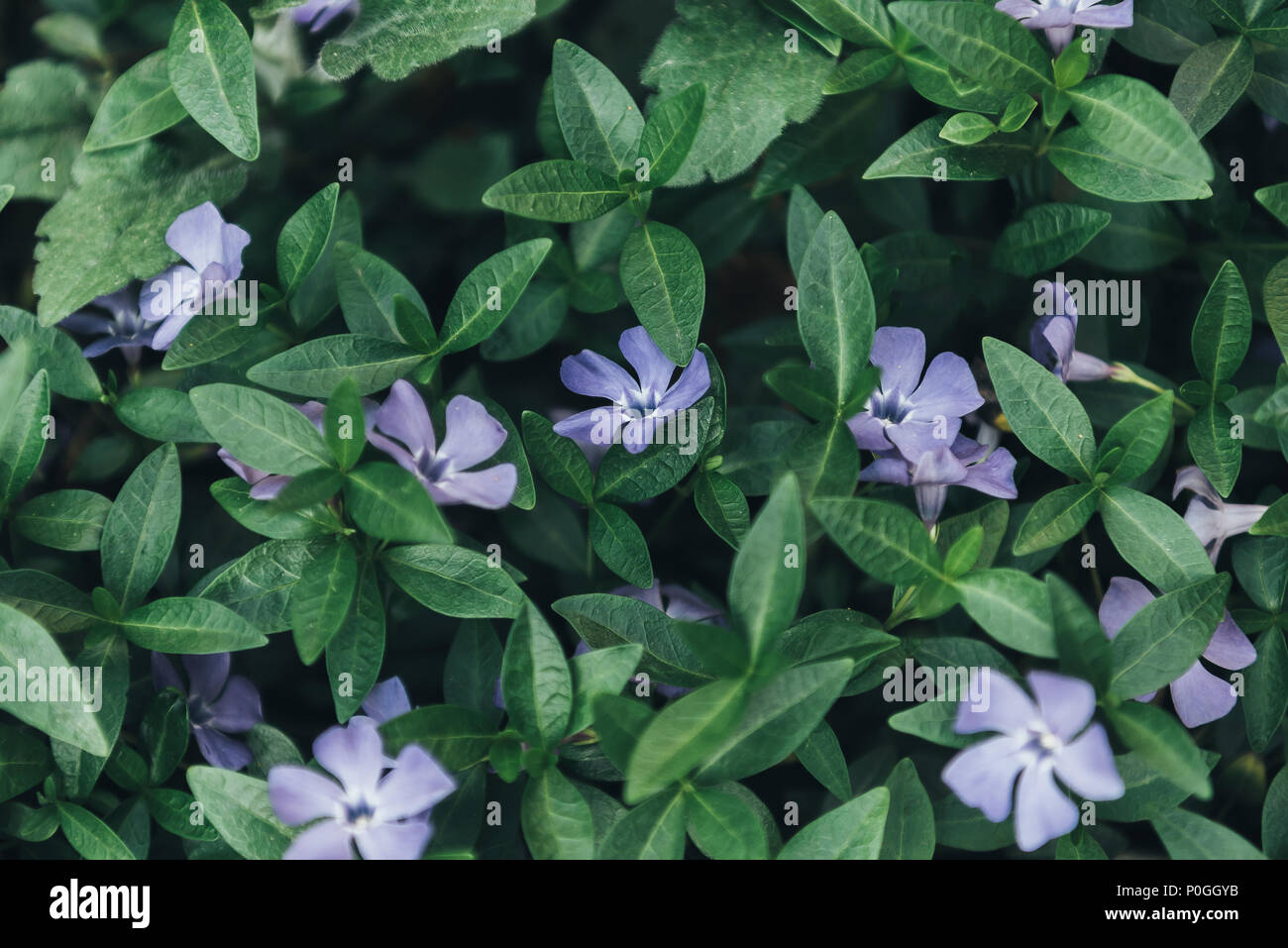 full frame image of periwinkles and green leaves Stock Photo