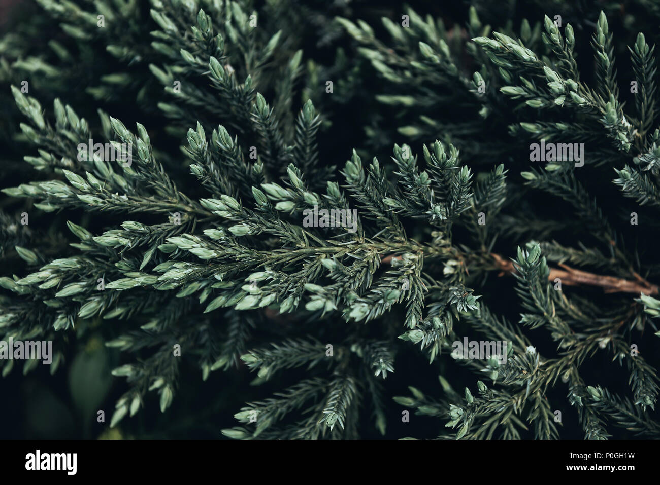 Shot fir branches in hi-res stock photography and images - Alamy