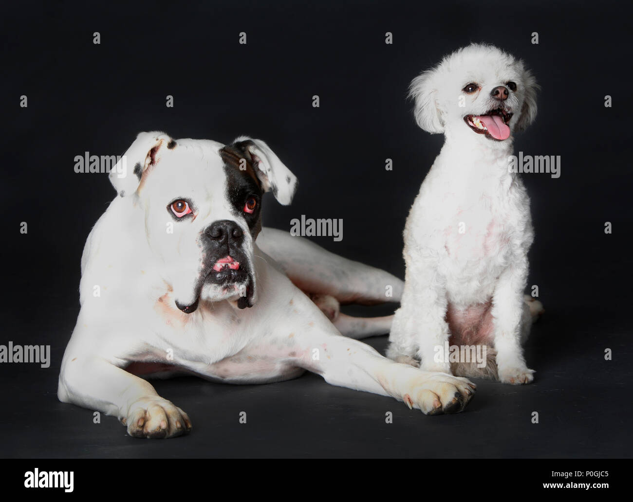Happy family with dog hi-res stock photography and images - Alamy