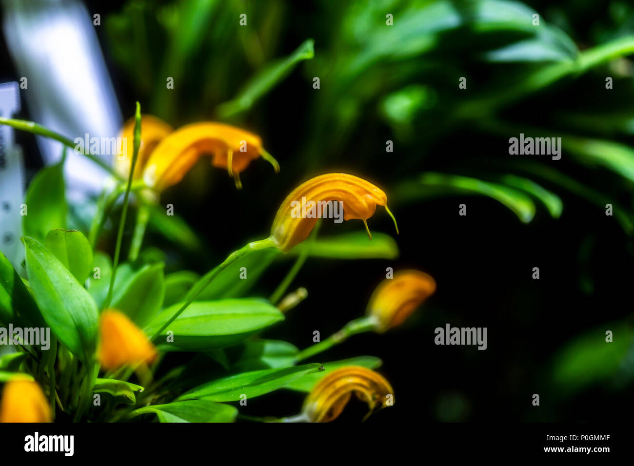 Closeup of the orange Masdevallia orhid flowers Stock Photo