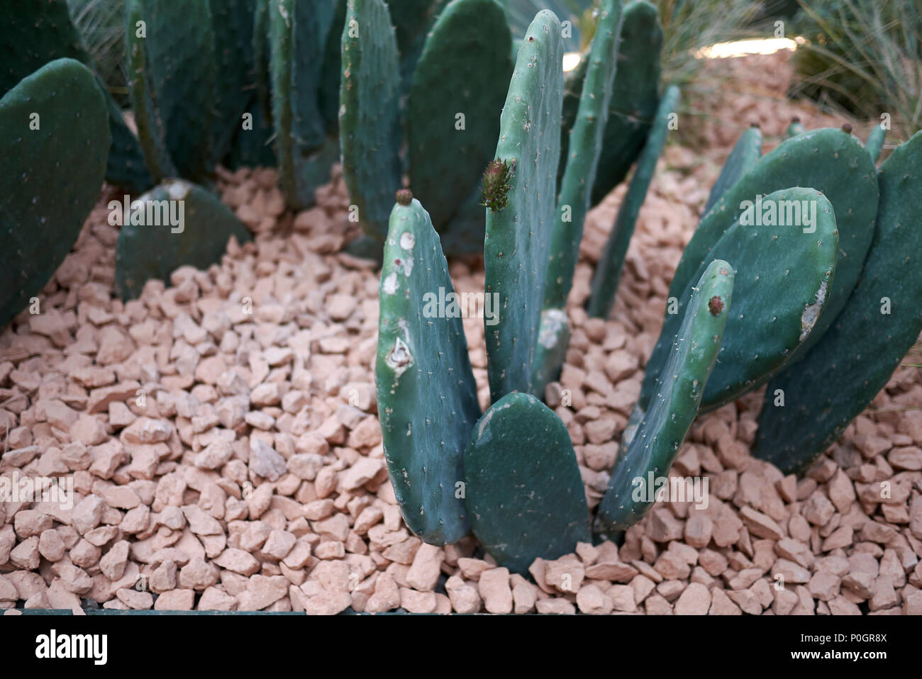 Opuntia in a garden Stock Photo