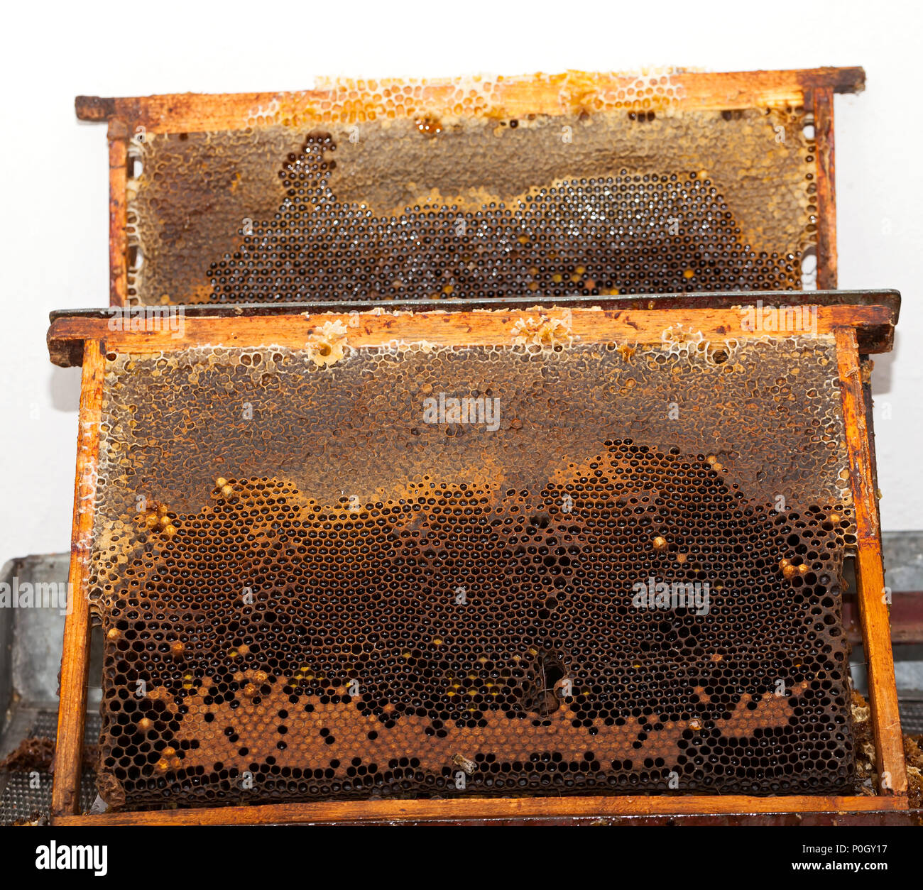 Close up picture of bee on a honeycomb filled with fresh acacia honey & organic beeswax Stock Photo