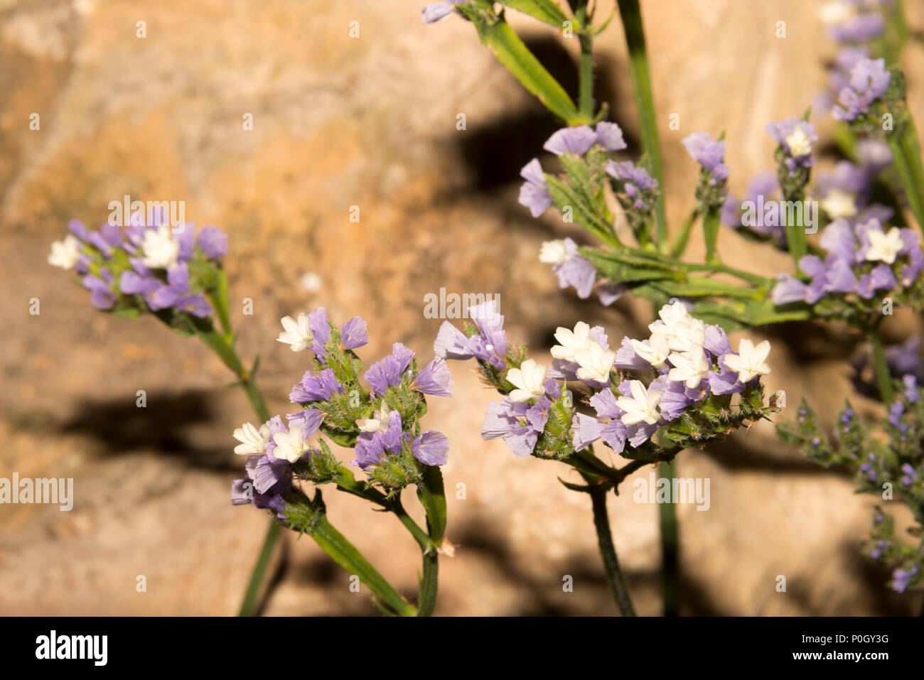 Sea Lavender (Limonium sinuatum) Stock Photo