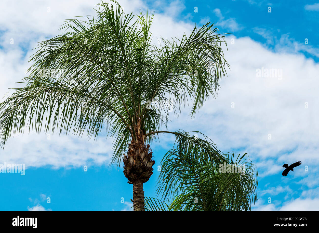 Common blackbird flying from it's roost in a palm tree; south central Florida; USA Stock Photo