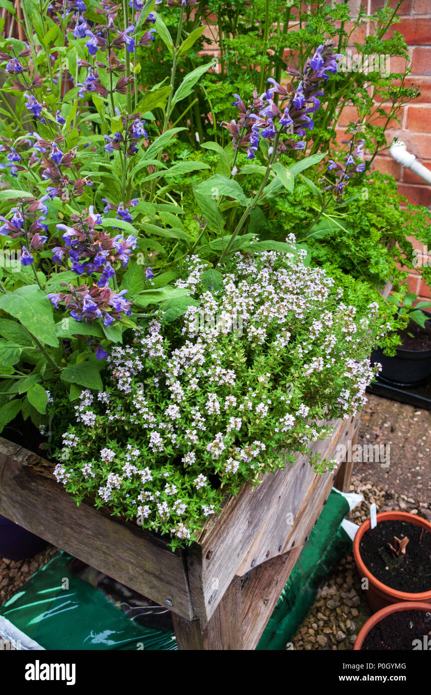 Thyme, sage and parsley in raised bed Stock Photo Alamy
