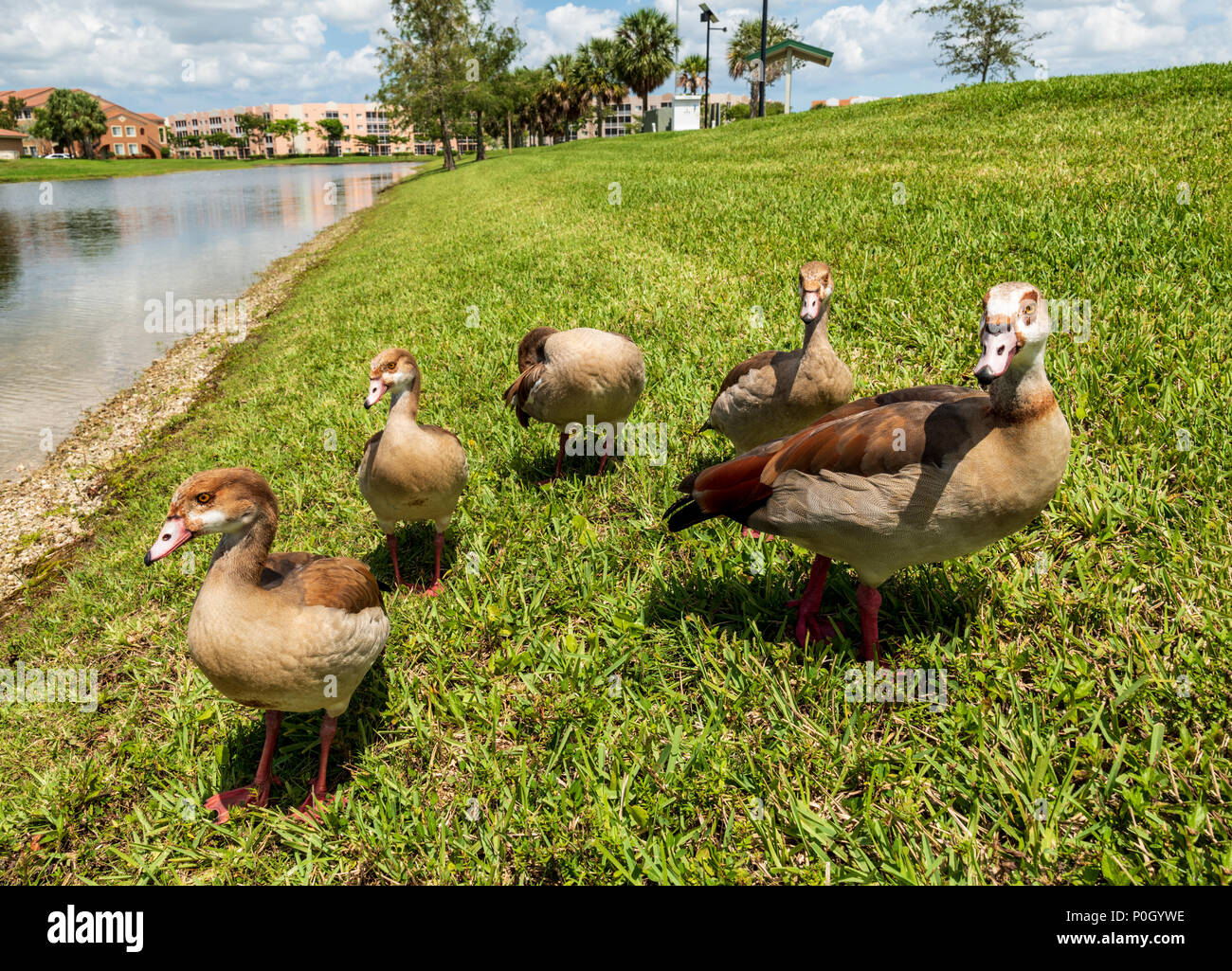 Central Florida Birdwatching High Resolution Stock Photography and ...