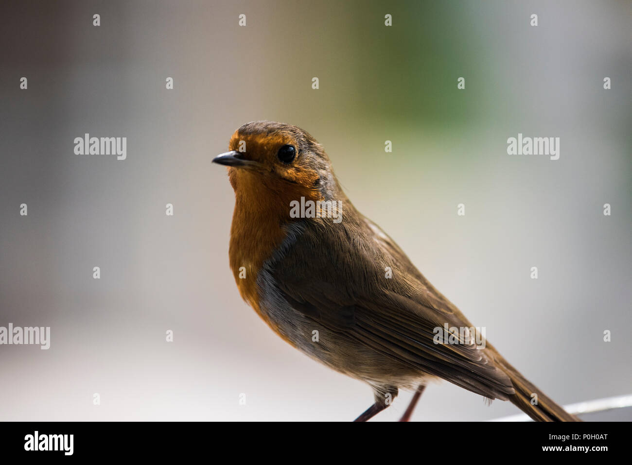 A Robin Redbreast, UK. Stock Photo