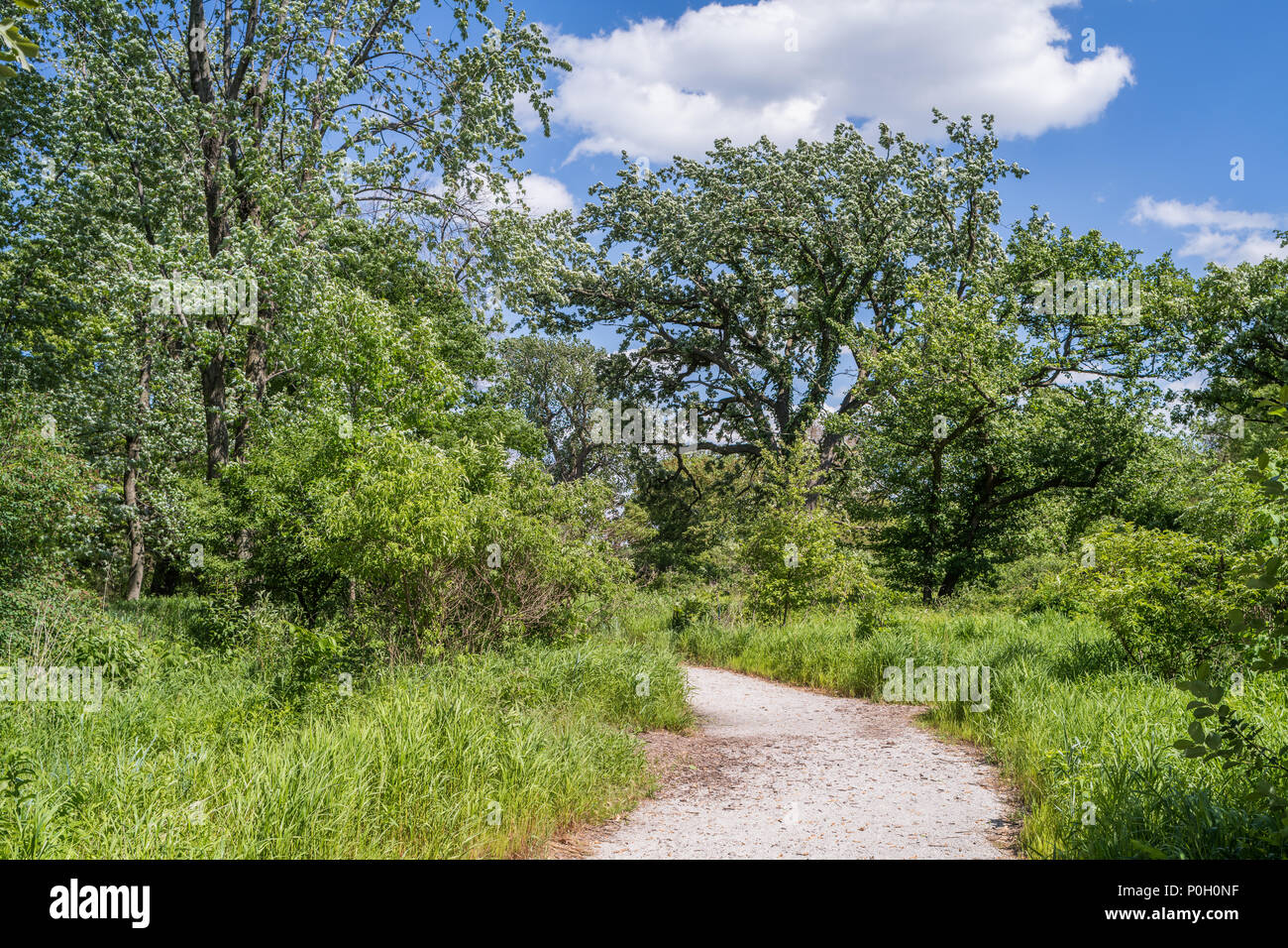 Pathway in Wooded Island, Jackson Park Stock Photo