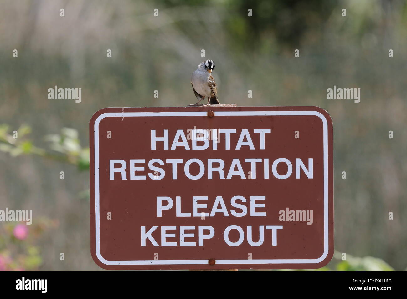 White-crowned Sparrow perched on a Habitat Restoration sign Stock Photo