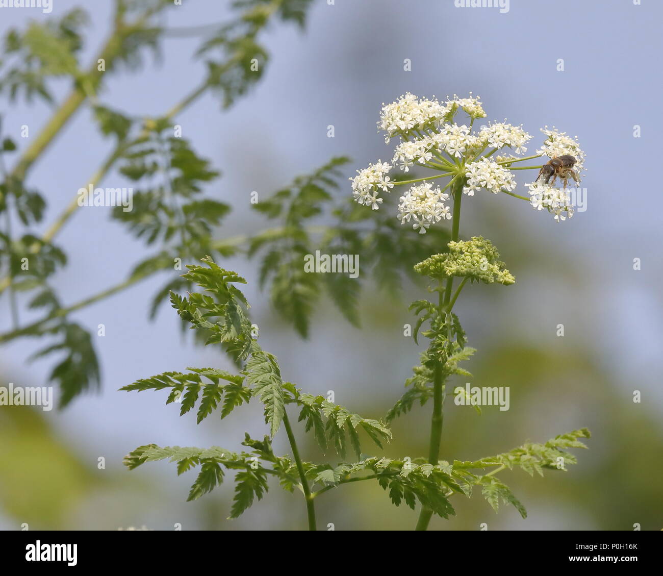My Image 21