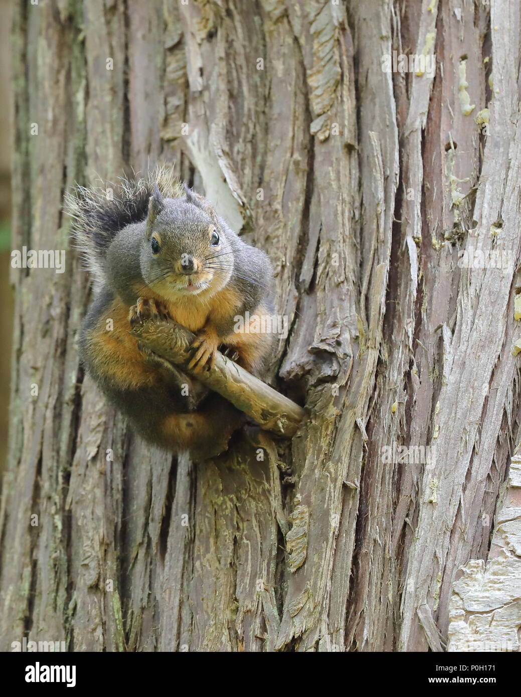 Douglass Squirrel on a tree Stock Photo