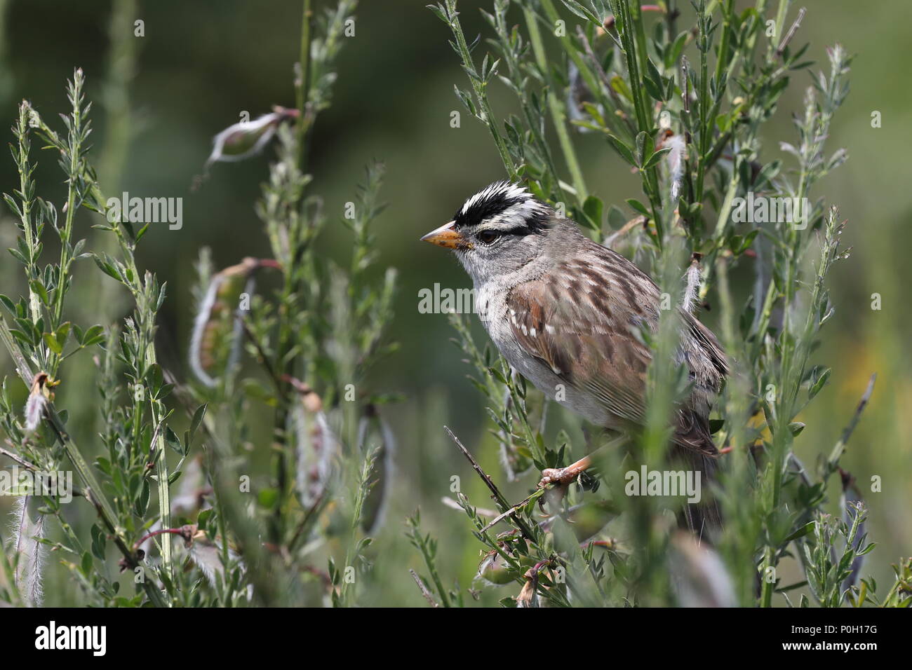 White-crowned Sparrow Stock Photo