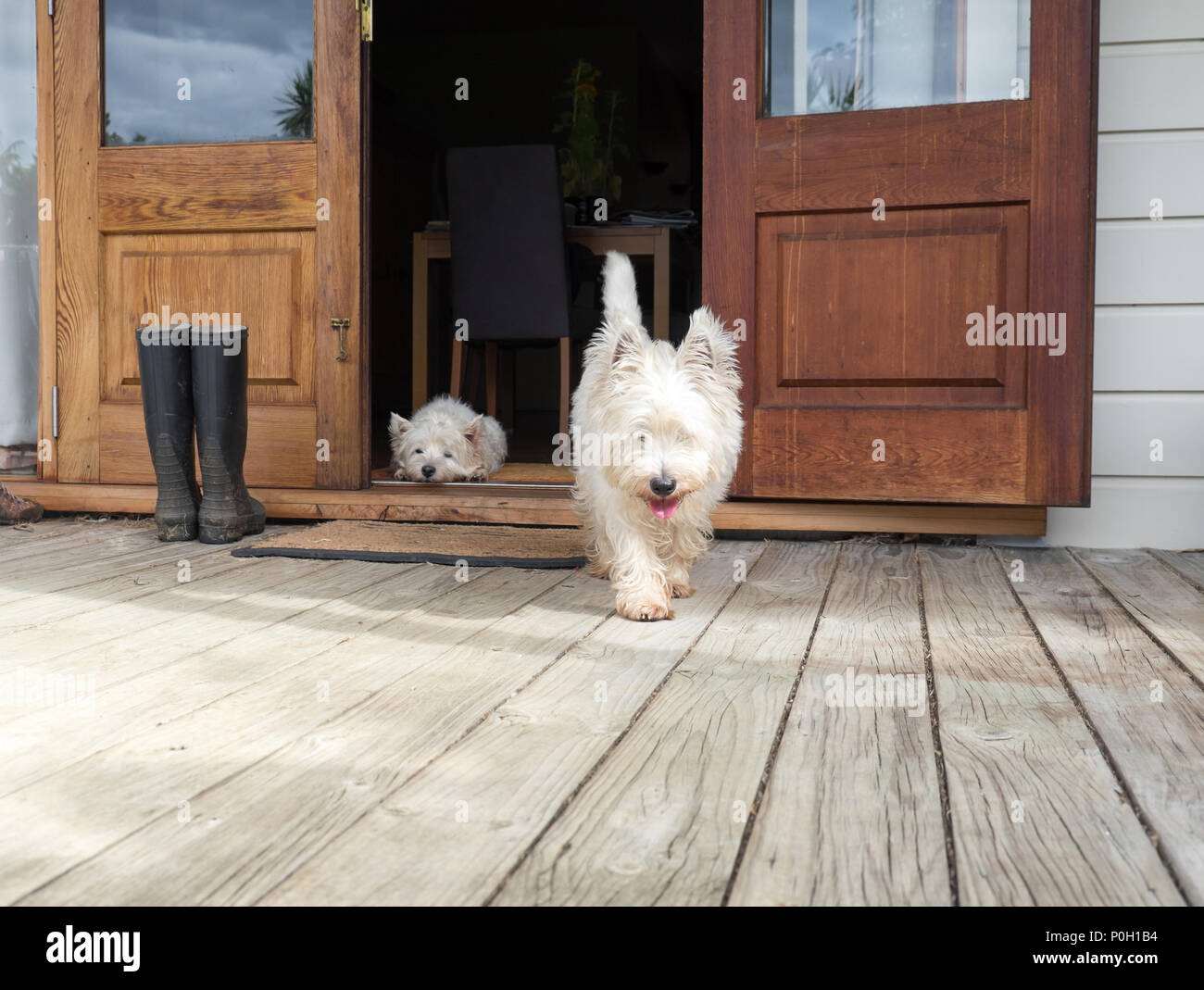 Scruffy westie dog walking out of open farmhouse door onto deck - another west highland terrier is lying in the background - photographed in New Zeala Stock Photo