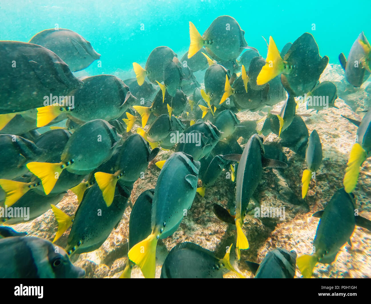 School of Yellow-tailed surgeonfish (Prionurus laticlavius) off the coast of Espanola Island, Galapagos National park, Ecuador. Stock Photo