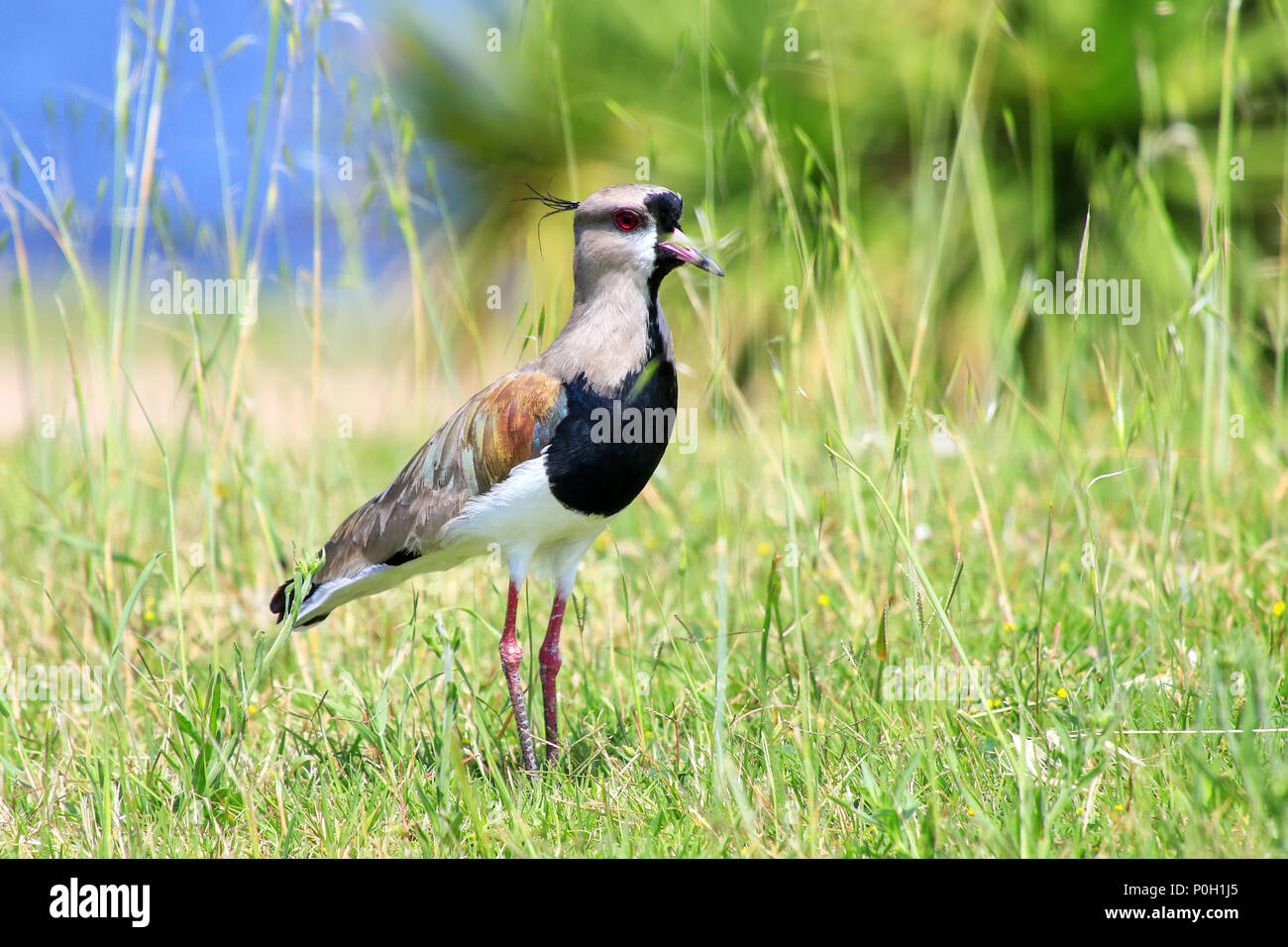 Southern Lapwing Vanellus chilensis on the bank of Plate River in Montevideo, Uruguay. This bird is the national bird of Uruguay. Stock Photo