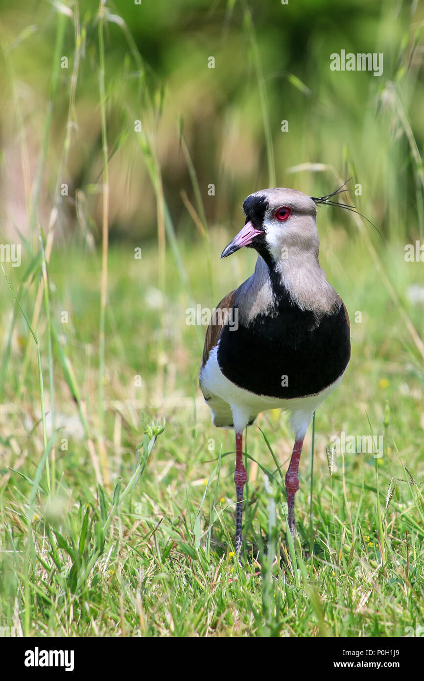Southern Lapwing Vanellus chilensis on the bank of Plate River in Montevideo, Uruguay. This bird is the national bird of Uruguay. Stock Photo