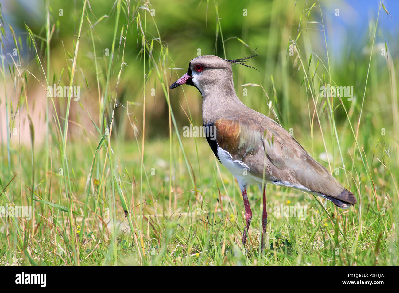 Southern Lapwing (Vanellus chilensis) on the bank of Plate River in Montevideo, Uruguay. This bird is the national bird of Uruguay. Stock Photo