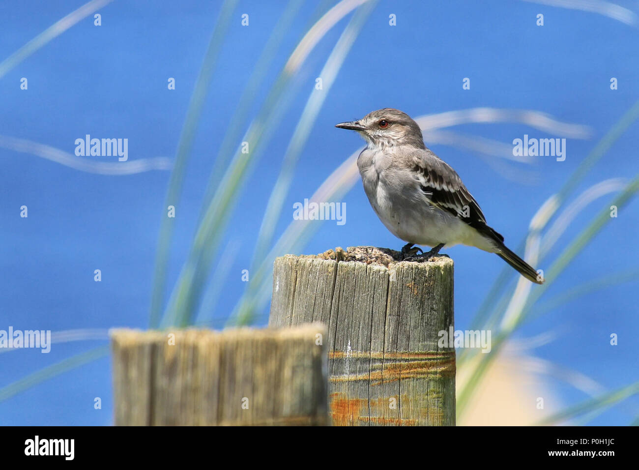 Fuscous flycatcher (Cnemotriccus fuscatus) sitting on a wooden pole in Montevideo, Uruguay Stock Photo