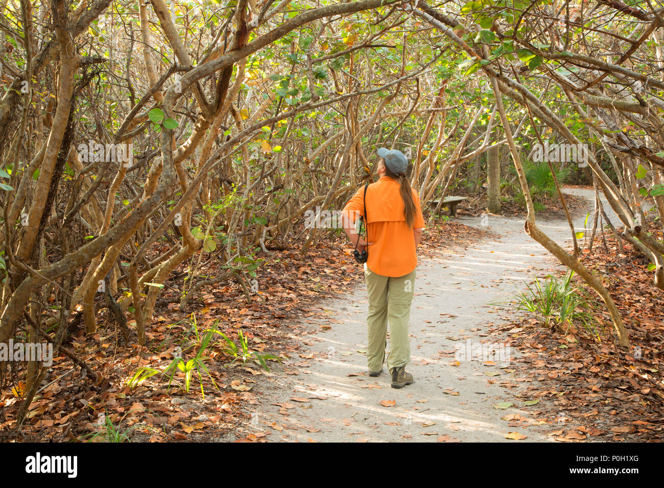 Trail through coastal scrub, Blowing Rocks Preserve, Florida Stock Photo