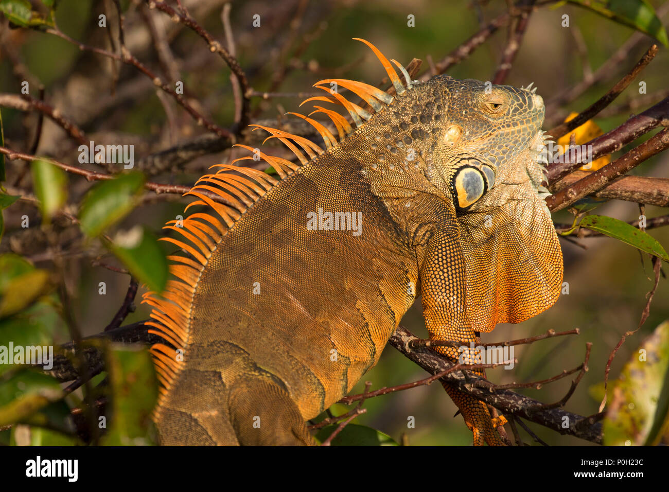 Iguana, Wakodahatchee Wetlands, Delray Beach, Florida Stock Photo