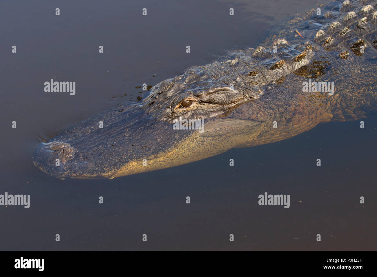 Florida alligator beach hires stock photography and images Alamy