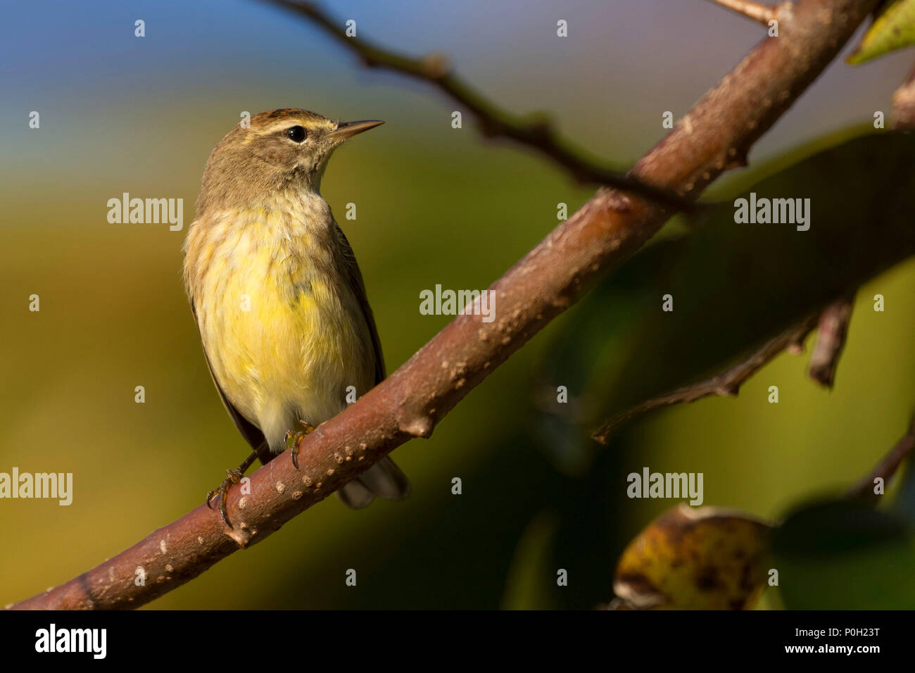 Warbler, Wakodahatchee Wetlands, Delray Beach,  Florida Stock Photo