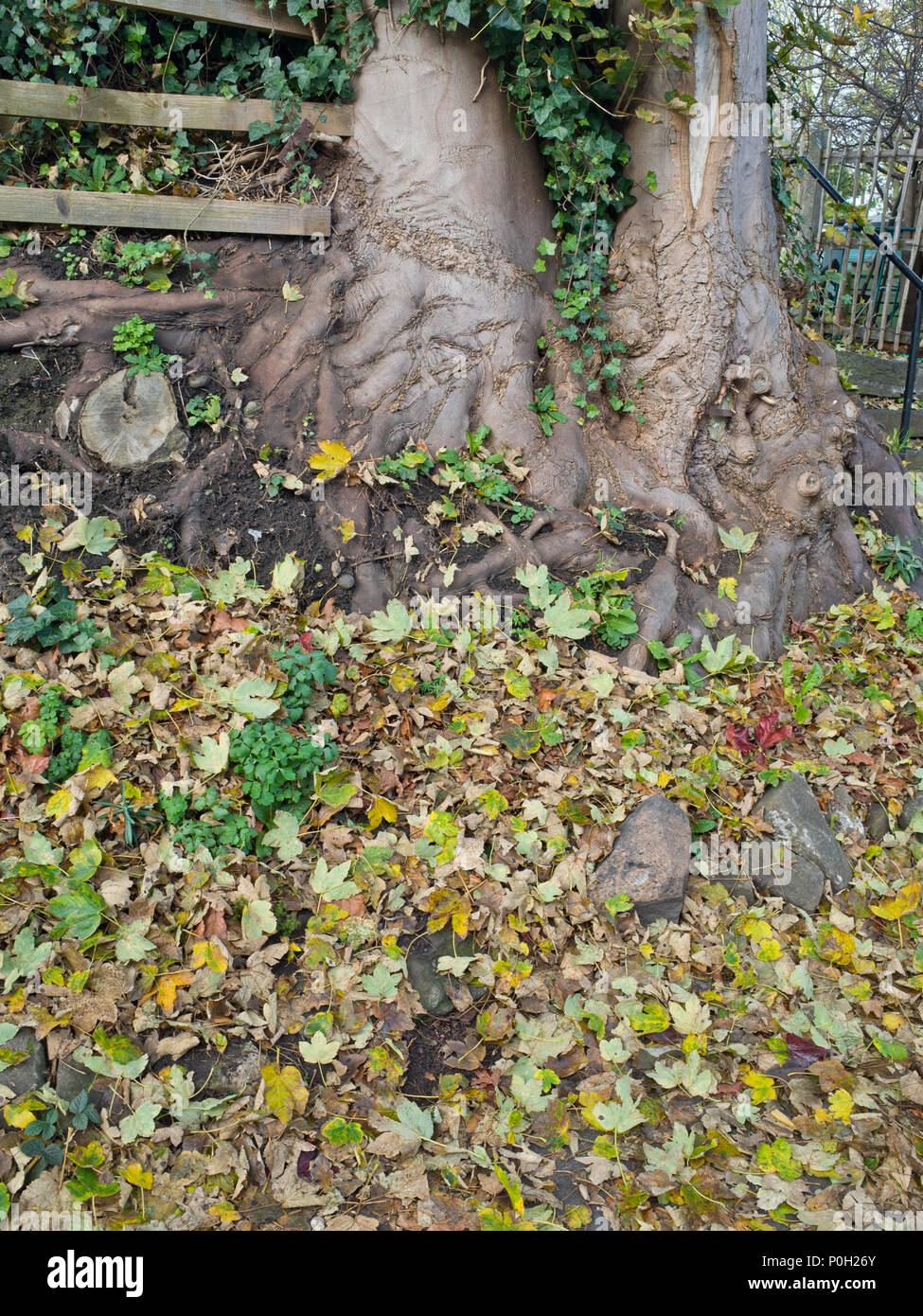Base of an old tree hi-res stock photography and images - Alamy