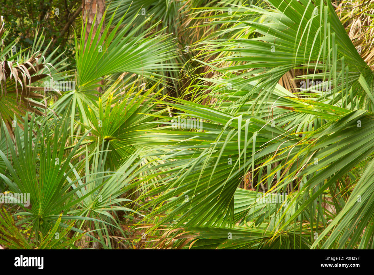 Palm forest, Okeeheelee County Park, Palm Beach County,  Florida Stock Photo