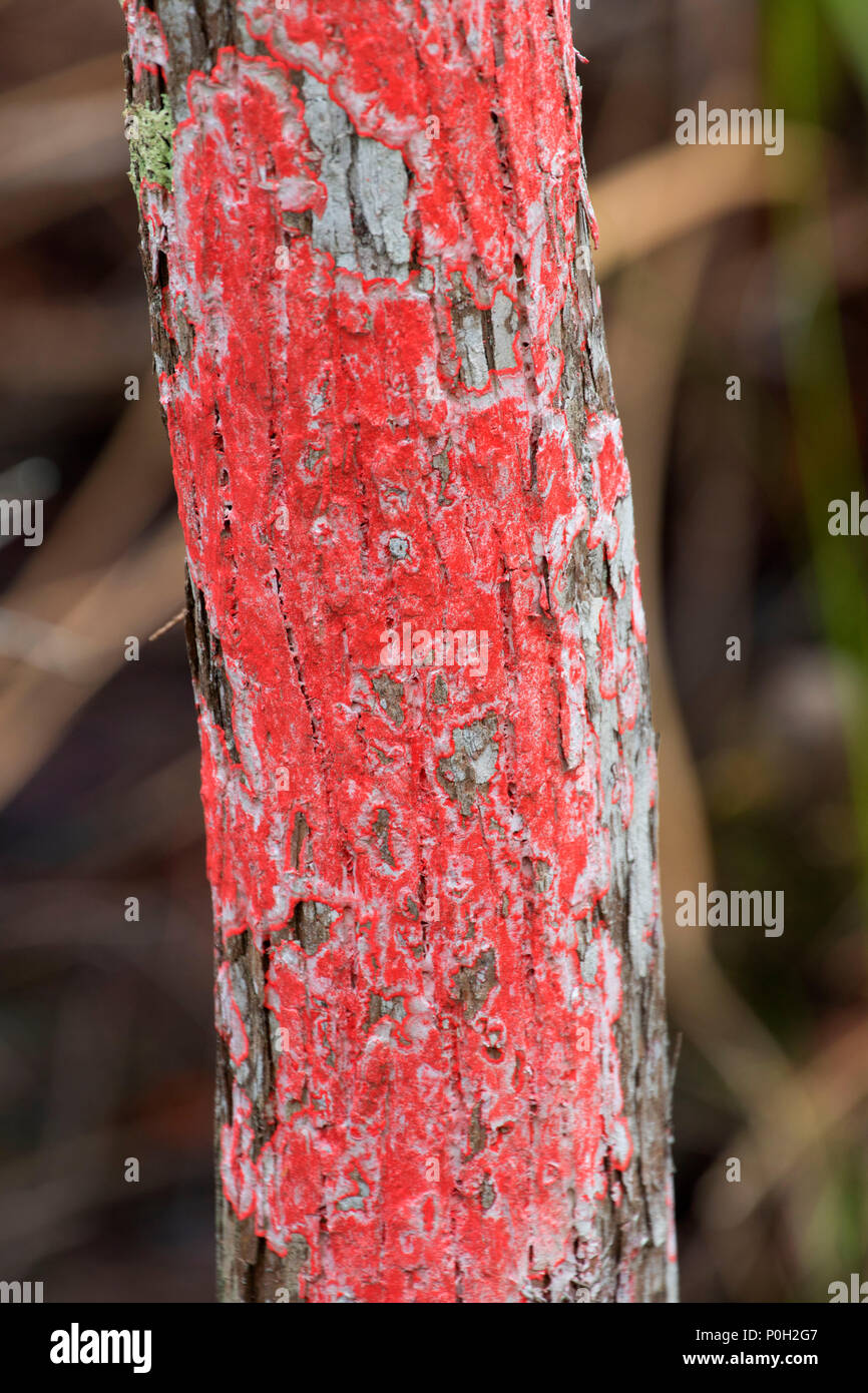Red blanket lichen along Hungryland Trail, J.W. Corbett Wildlife Management Area,  Florida Stock Photo
