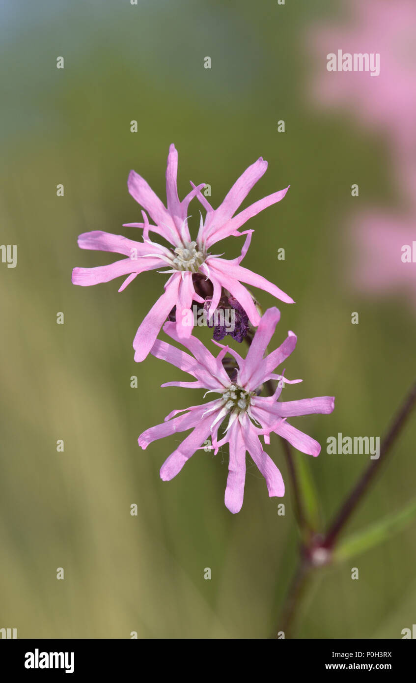 Ragged Robin - Lychnis flos-cuculi Stock Photo