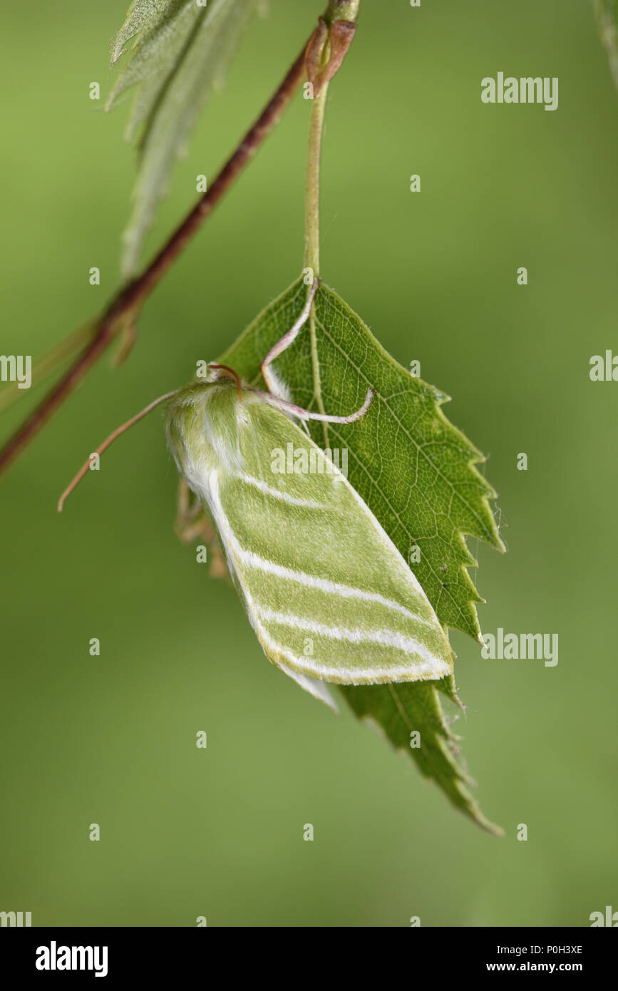 Green Silver-lines - Pseudoips prasinana Stock Photo