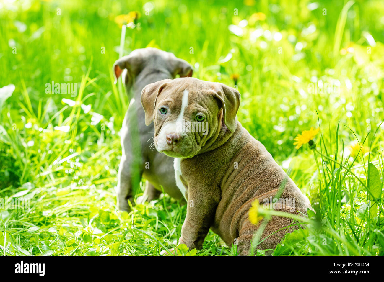 Cute little dogs sitting among yellow flowers in green grass in the ...