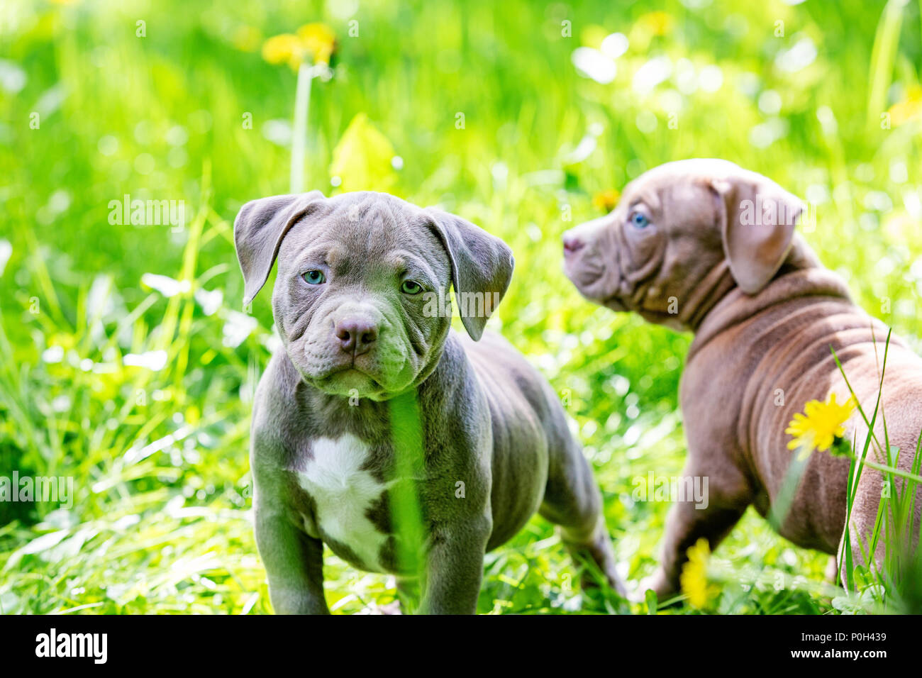Cute little dogs sitting among yellow flowers in green grass in the ...