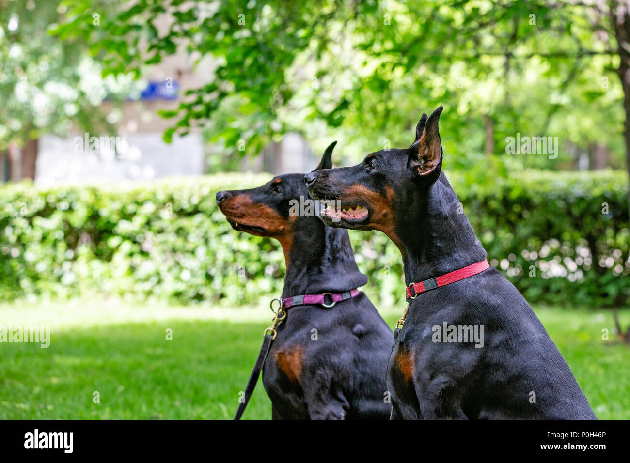 two black dobermans sitting on the grass Stock Photo Alamy