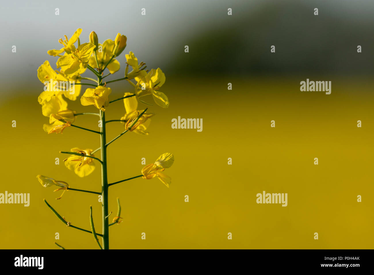Oil see rape (Brassica napus) in flower Stock Photo Alamy
