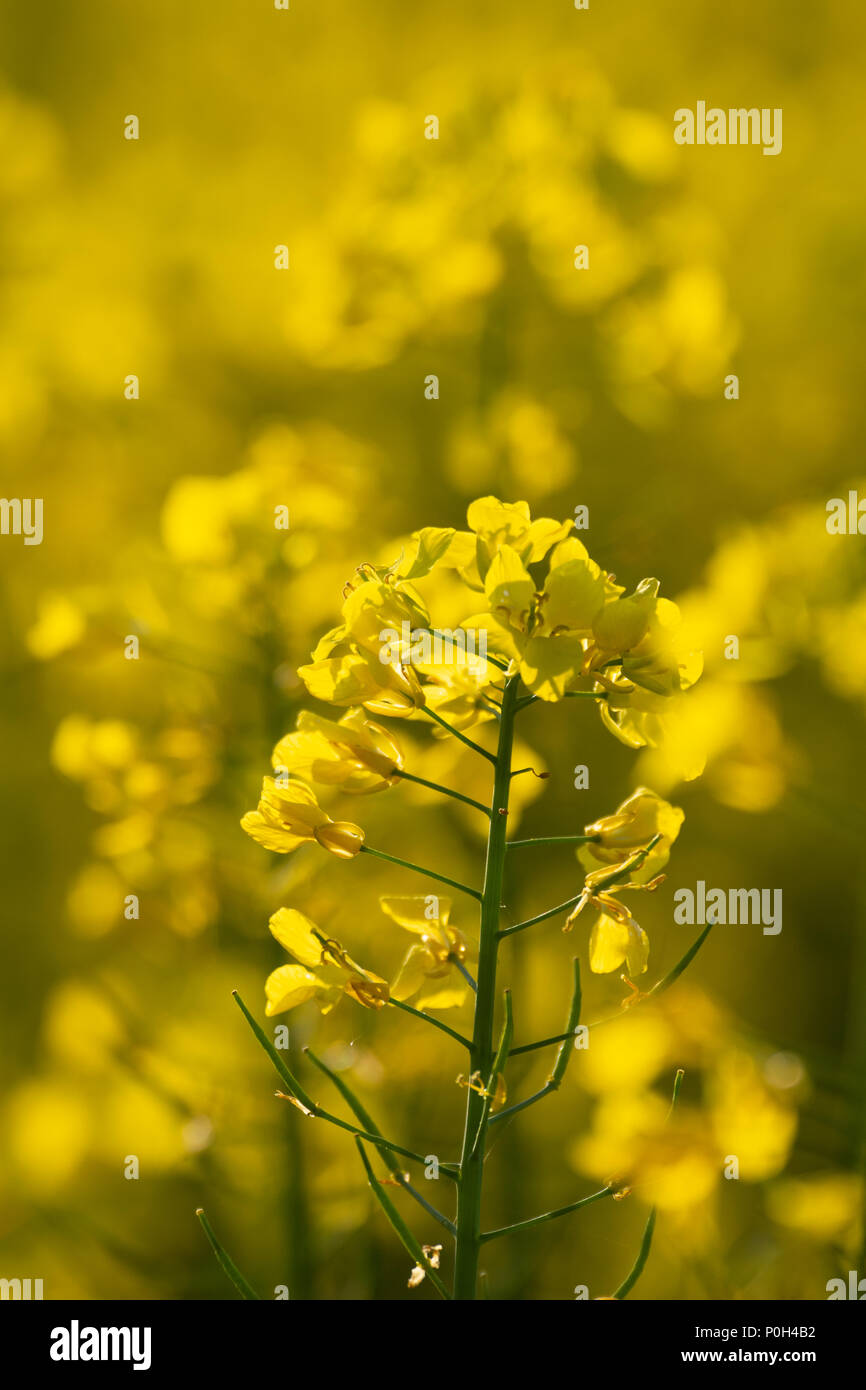 Oil see rape (Brassica napus) in flower Stock Photo Alamy