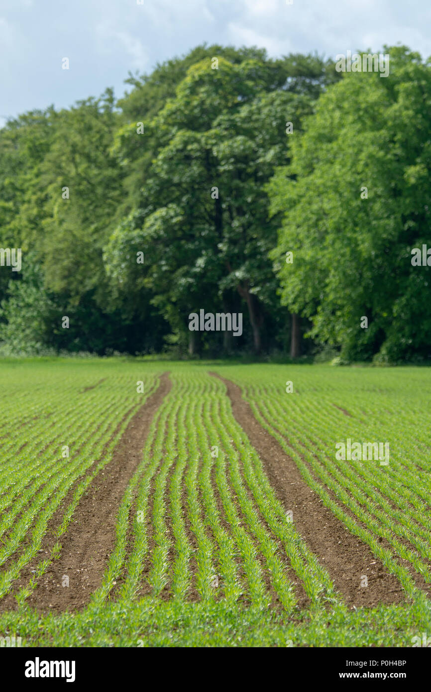 crop-starting-to-grow-hi-res-stock-photography-and-images-alamy