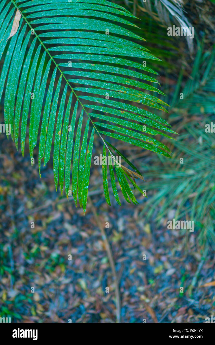 Closeup nature view of green leaf in garden at summer under sunlight ...