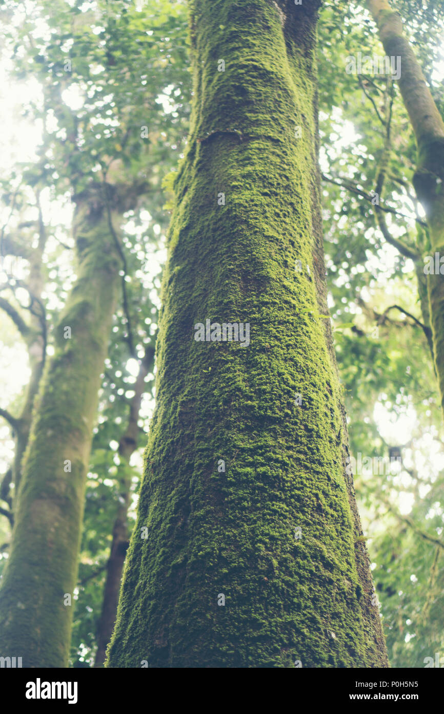 landscape view of green tropical forest in Thailand Stock Photo - Alamy
