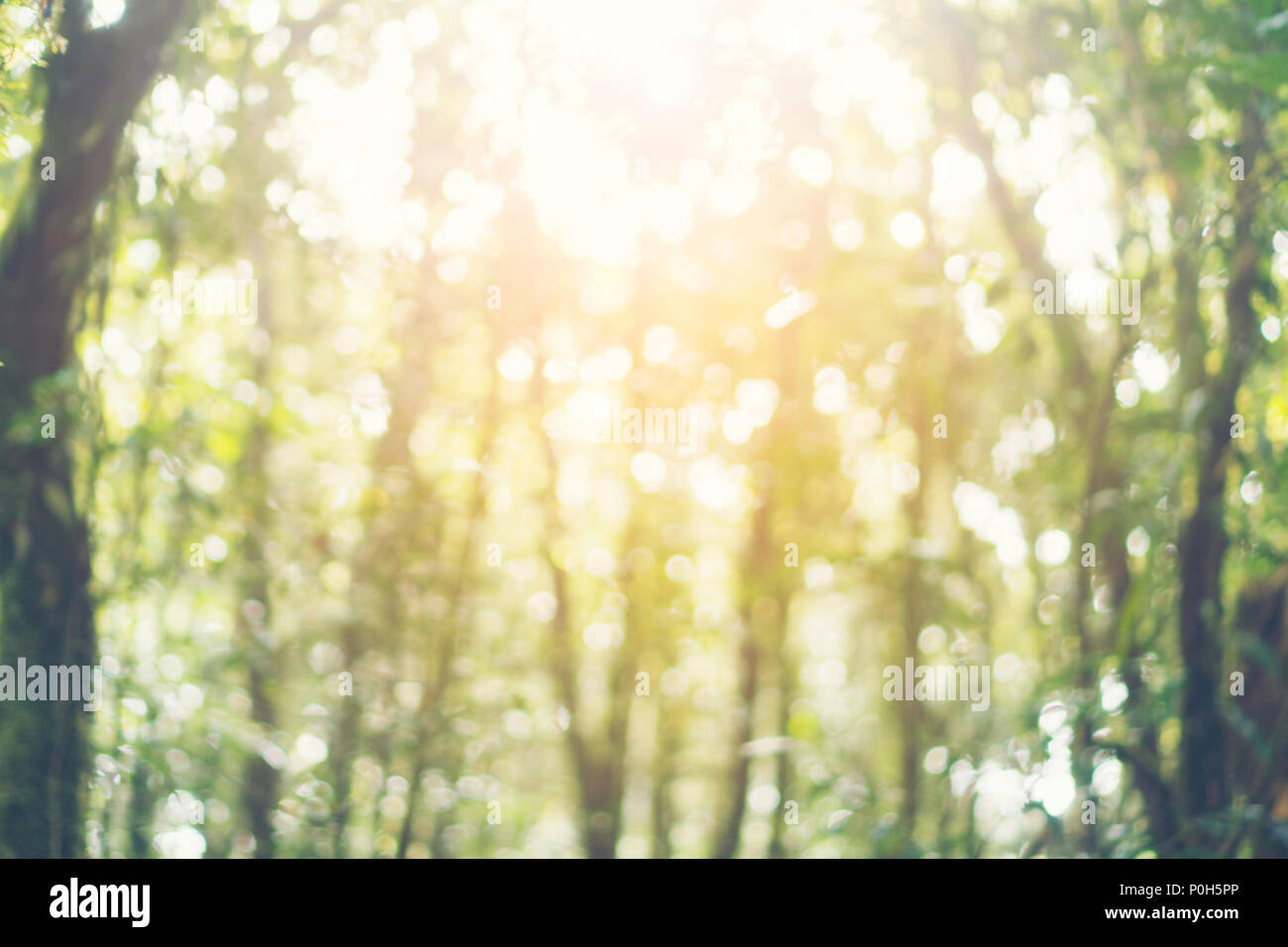 landscape view of green tropical forest in Thailand Stock Photo - Alamy