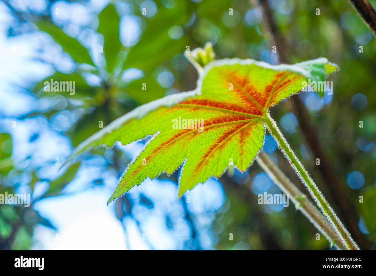 Closeup nature view of green leaf in garden at summer under sunlight ...